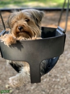 Yorkie Listing Image