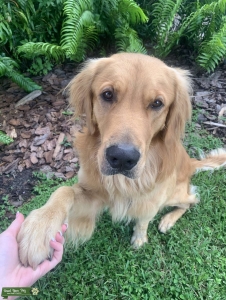 Stud Golden Retriever  Listing Image