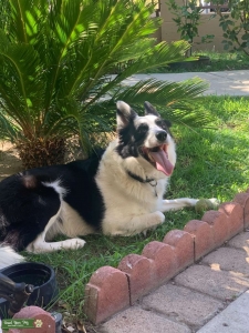 Border Collie Male Looking For Mate Listing Image