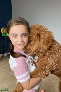Golden doodle F2 Listing Image
