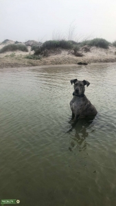 Great Dane Stud Listing Image