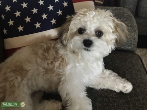 Handsome and Smart Shichon Listing Image