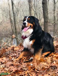 Stud Bernese Mountain Dog Listing Image