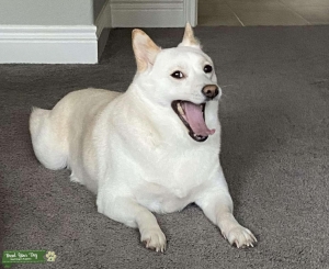 PNW Shiba Inu Listing Image