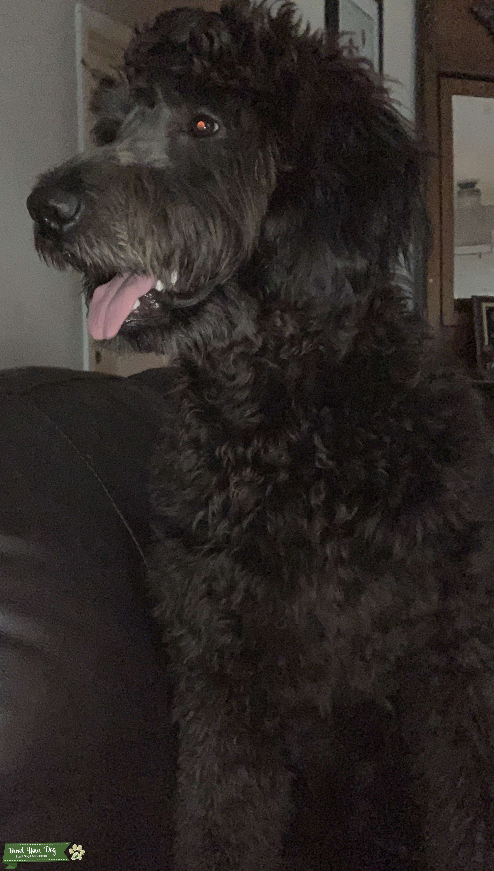 Stud Dog - Black Male F1 Goldendoodle - Breed Your Dog