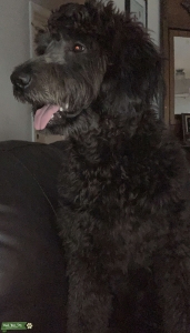Black Male F1 Goldendoodle  Listing Image