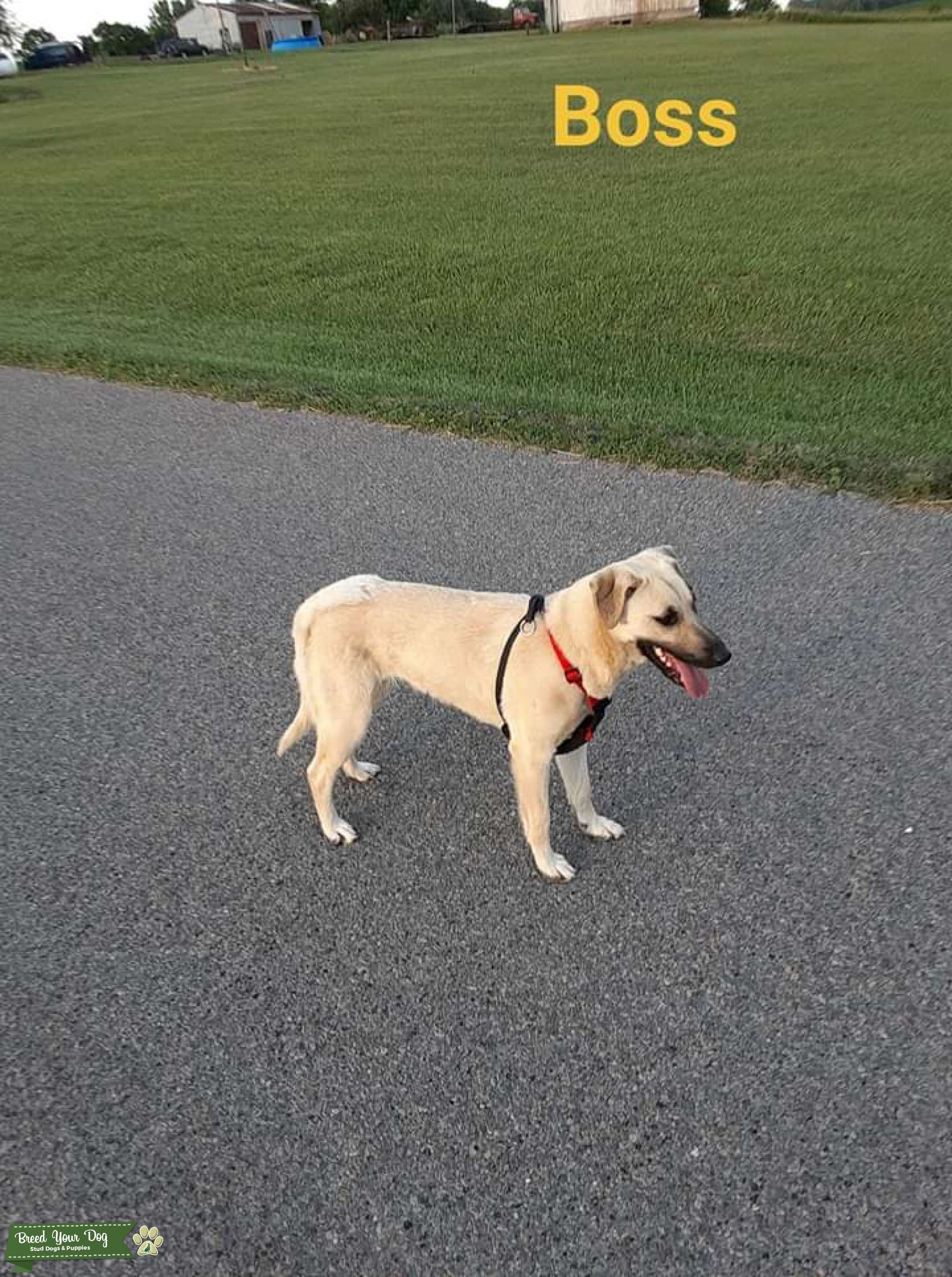 Breeding Stud Dog in Ohio, the United States Breed Your Dog