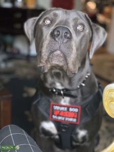 Cane Corso stud Listing Image