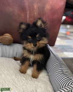 Toy male Pomeranian  Listing Image