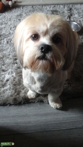 Gold and white lasagne apso Listing Image