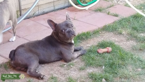 AKC French Bulldog - Blue Brindle Listing Image