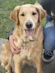 Golden Retriever Listing Image