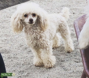Toy poodle Listing Image