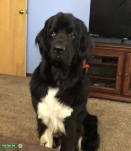 Male Newfoundland Stud Listing Image