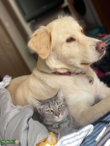 Cream colored Labrador and Australian Sheppard  mix.  Listing Image