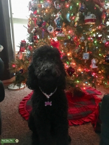Small Standard Poodle Female-Therapy Dog! Listing Image