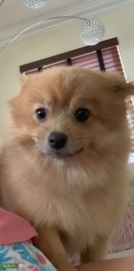 Male Pomeranian Looking For Breeding Mate Listing Image