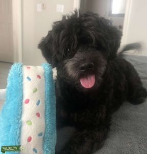 Black Maltipoo (STUD) Listing Image