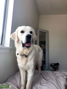 English Cream Golden Retriever Listing Image