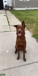 German Shepard Rottweiler mix Listing Image
