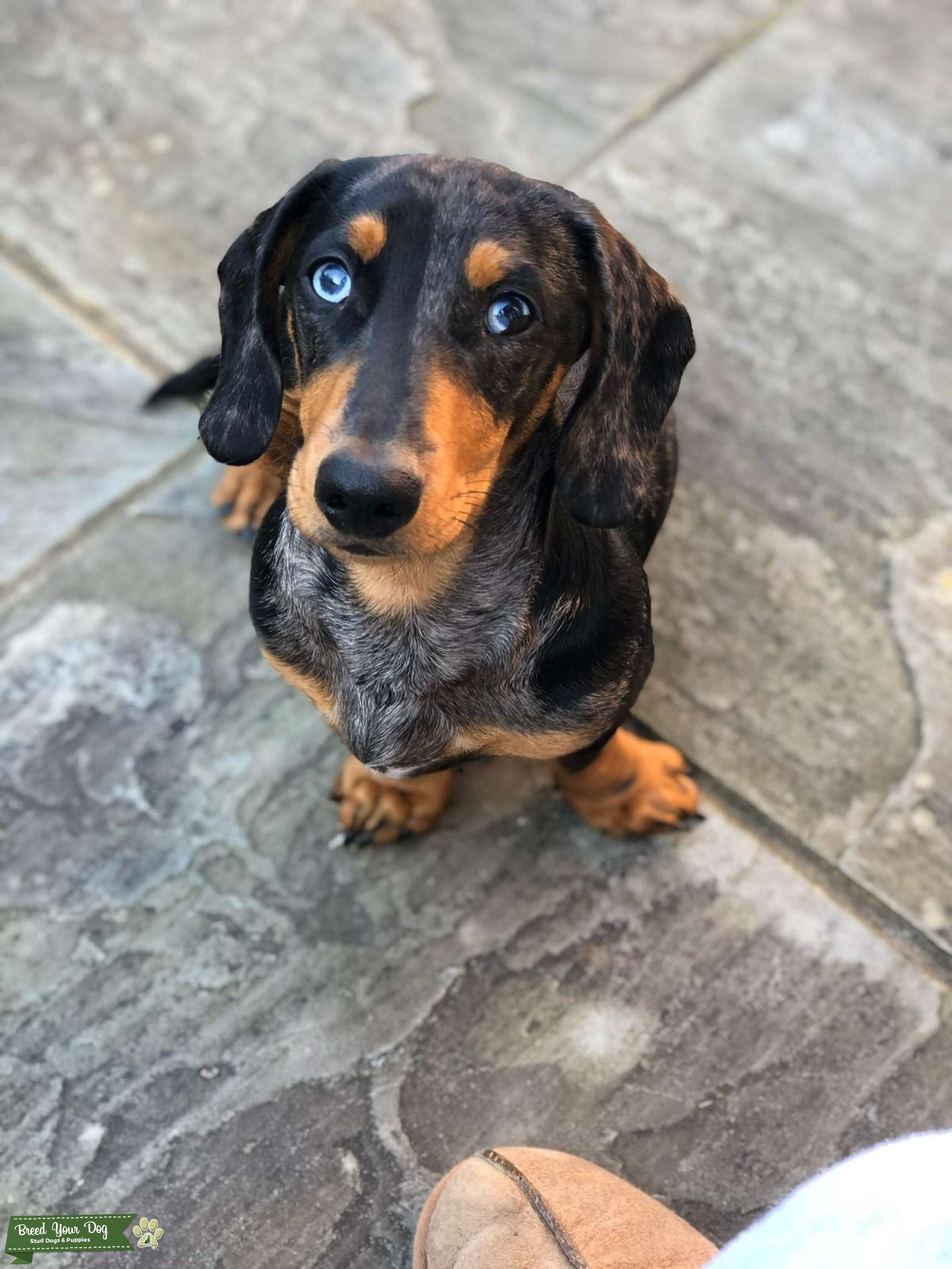 Dachshund dapple black tan and grey with blue eyes Stud Dog Surrey