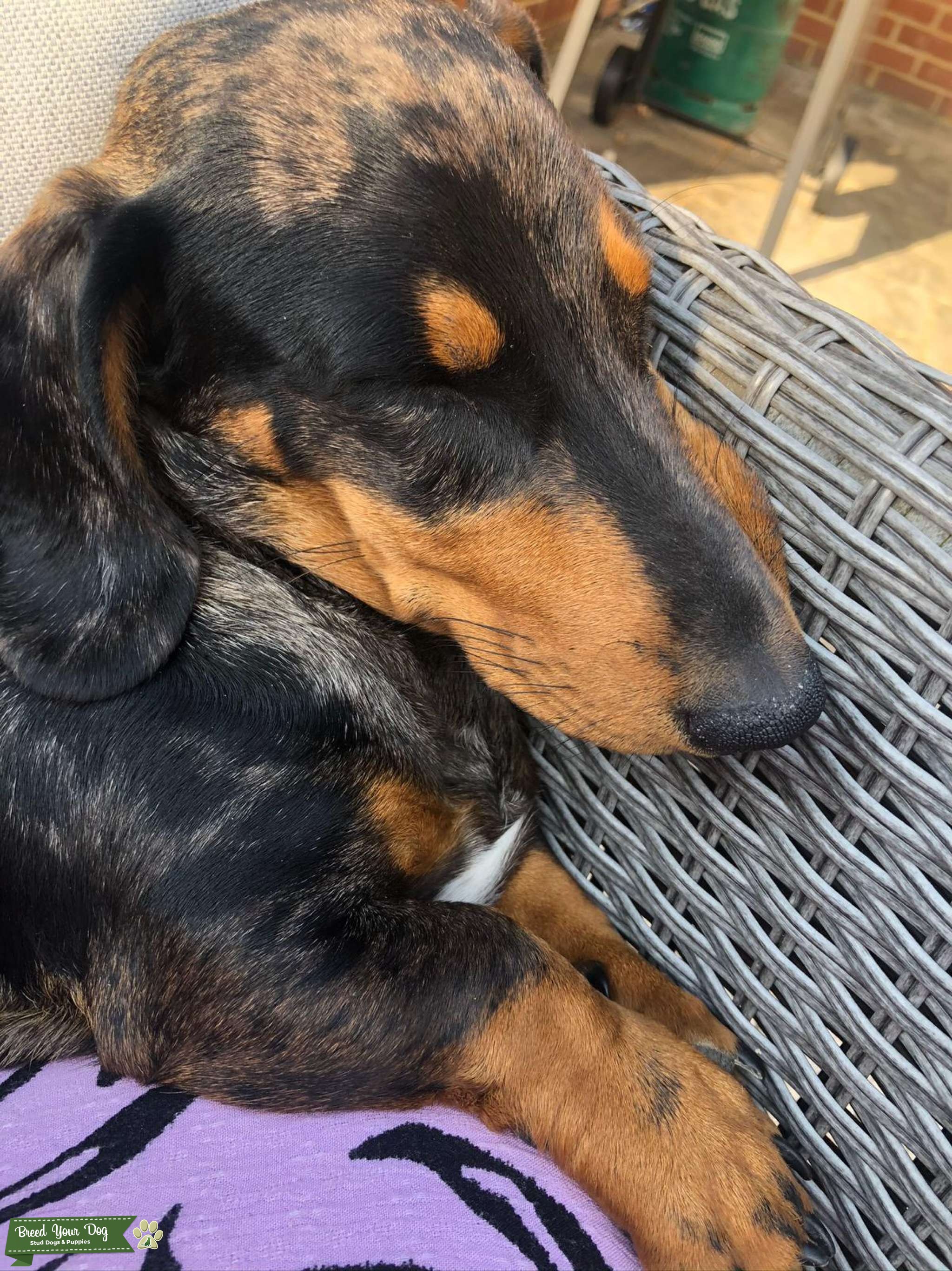 Stud Dog - Dachshund dapple black tan and grey with blue eyes - Breed