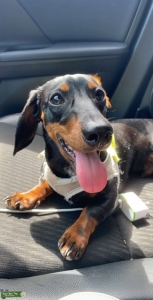 Black And Tan Mini Dachshund Listing Image