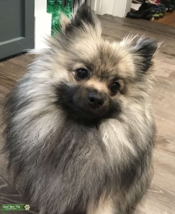 Sable cream Pomeranian  Listing Image