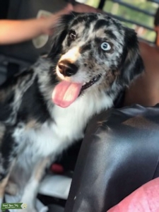 Looking to Breed Maya Listing Image