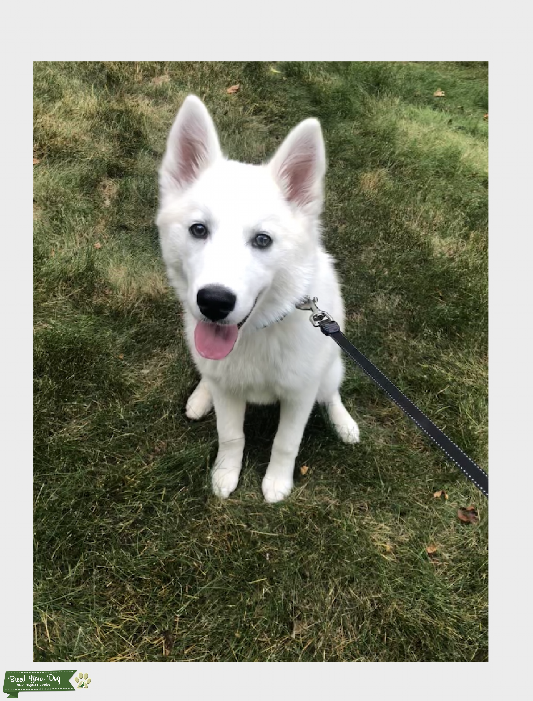 white american husky