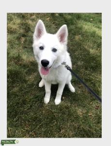 Pure White Mini Huskimo (American Eskimo - Miniature Husky Mix) Listing Image
