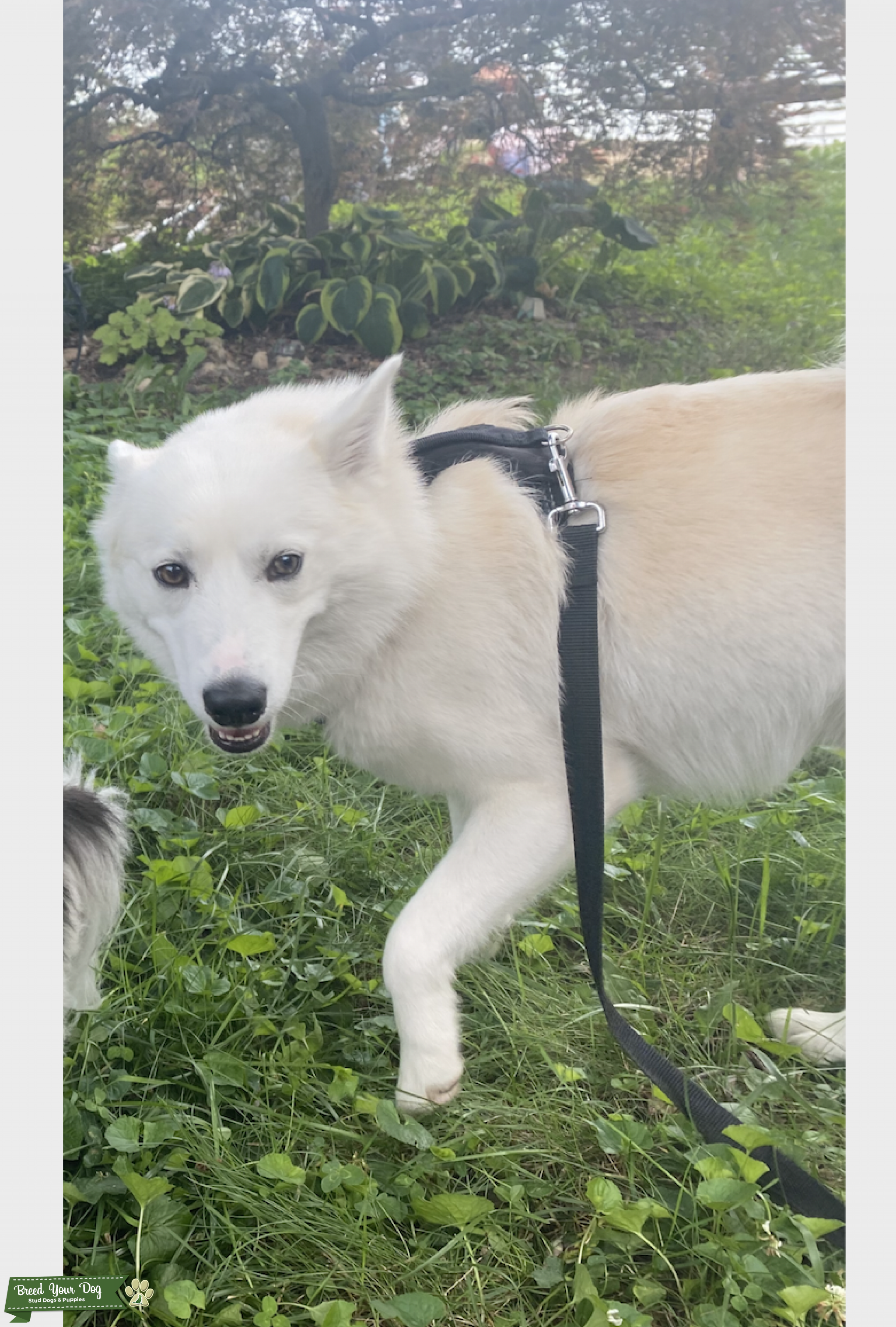 Stud Dog - Pure White Mini Huskimo (American Eskimo ...
