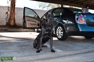 Solid Blue coat, Blue eyes big bonned pure breed Cane Corso  Listing Image