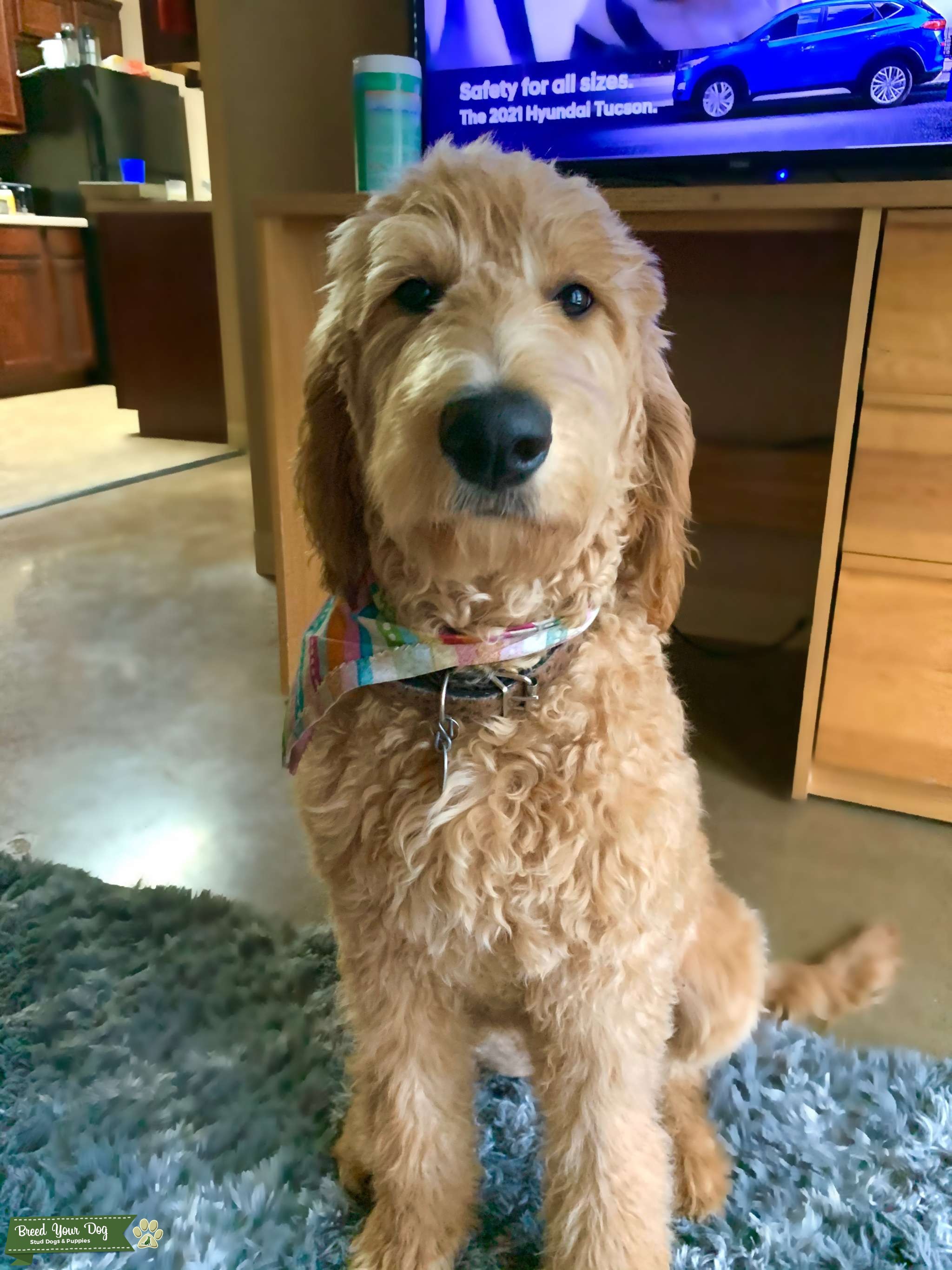 F1B Goldendoodle Stud Dog in Arkansas , the United States Breed