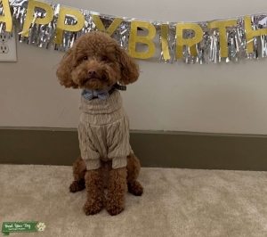 Red Toy Poodle  Listing Image