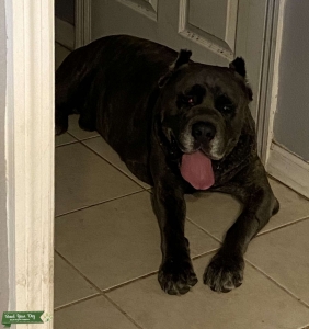 STUD Blue Brindle Listing Image