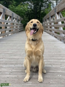 Golden Retriever  Listing Image