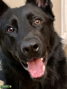 Black German Shepherd Listing Image