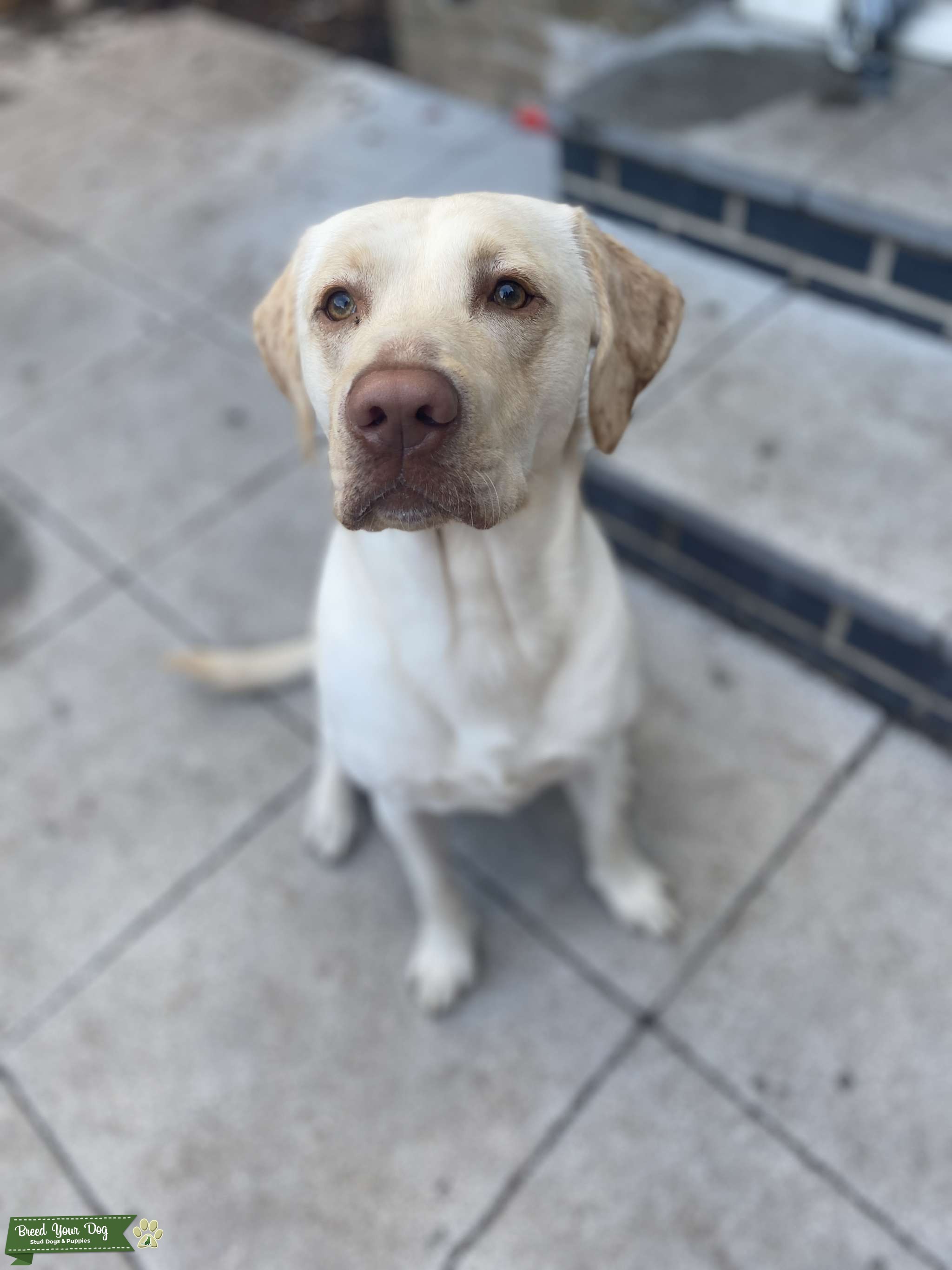 Yellow/white Labrador for stud Stud Dog in Dorset , the United States