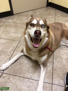Light Brown/White Heterochromia Husky Listing Image