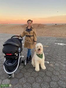 Looking for Goldendoodle female Listing Image