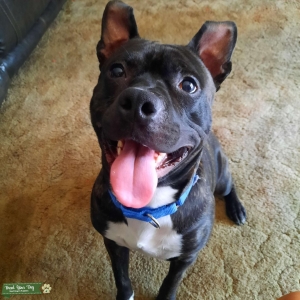 looking for a female pitbull Listing Image