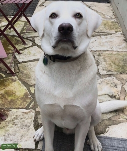 White English Lab Stud (Service Animal Certified) Listing Image