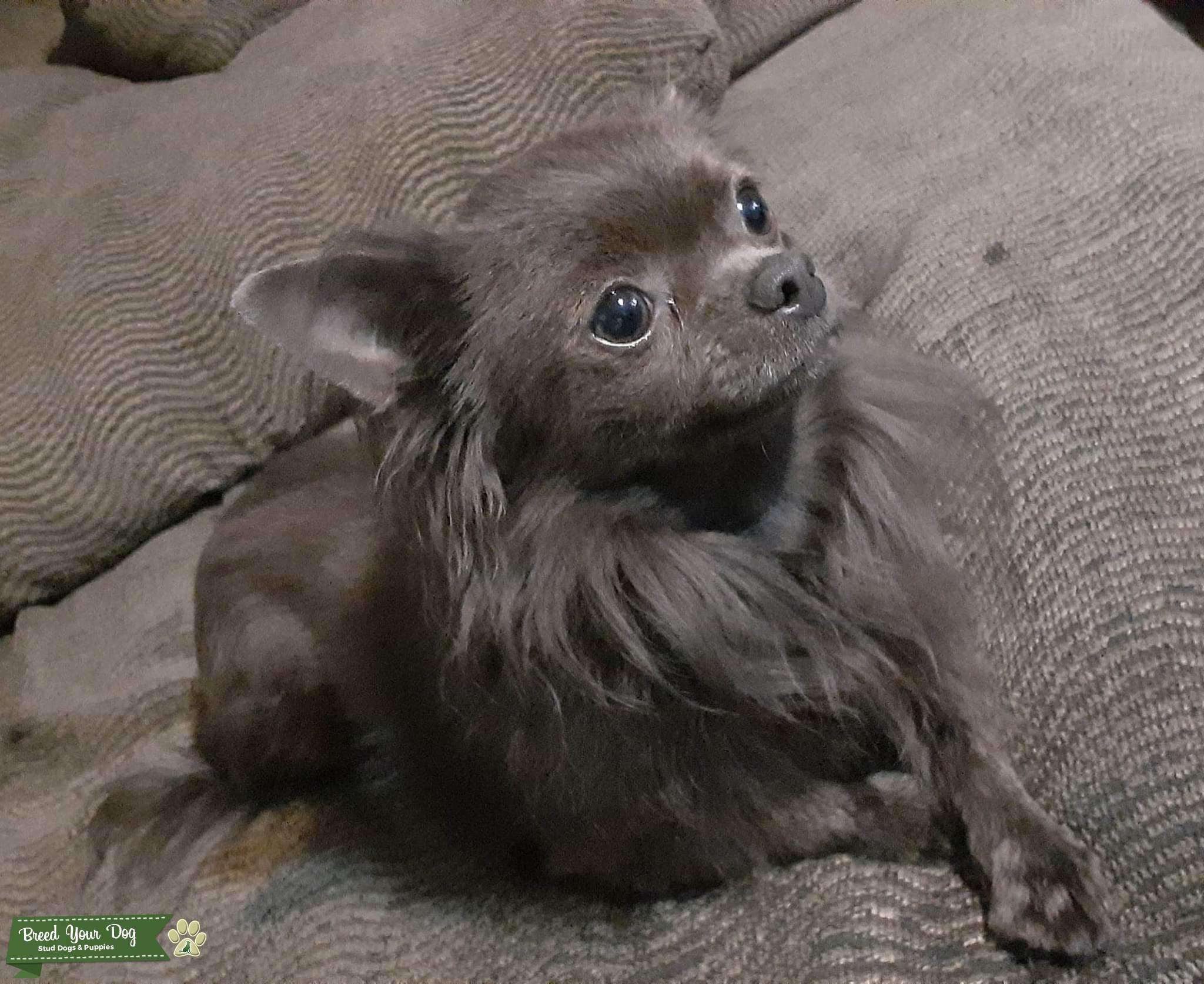 Purebred long haired chihuahua Stud Dog in Central Alberta , United States Breed Your Dog