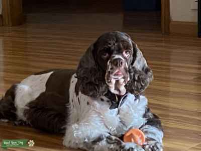 merle springer spaniel