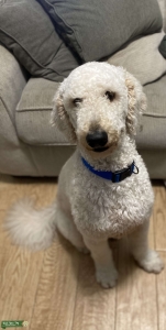 Looking For Female F1b Goldendoodle Listing Image