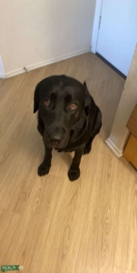 Akc Black purebred Labrador stud CA Listing Image