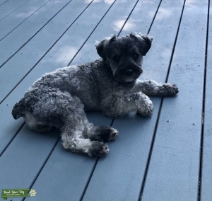 Beautiful and Loving family dog Listing Image