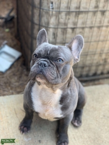 French Bulldog Listing Image