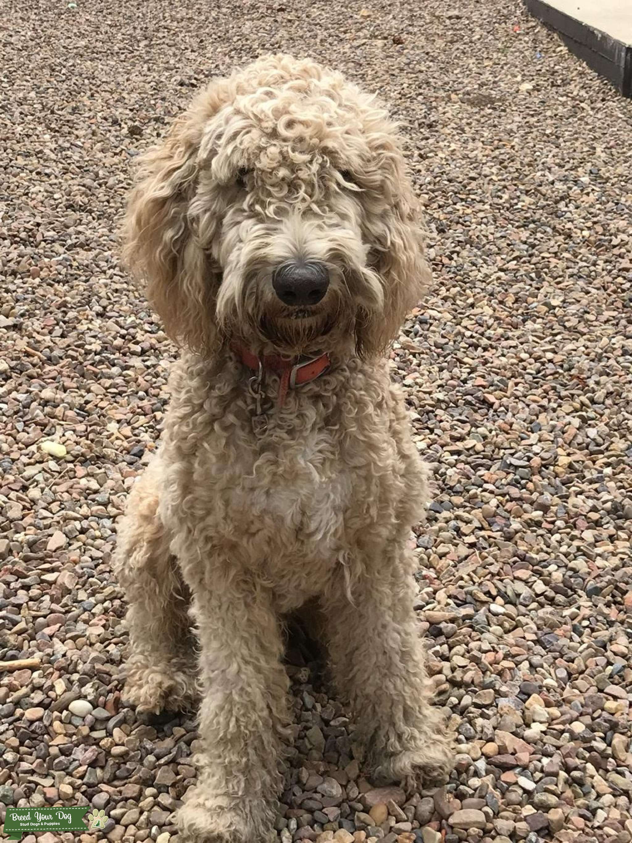 2 Year Old Goldendoodle for Stud Service Stud Dog in Mesa, Arizona